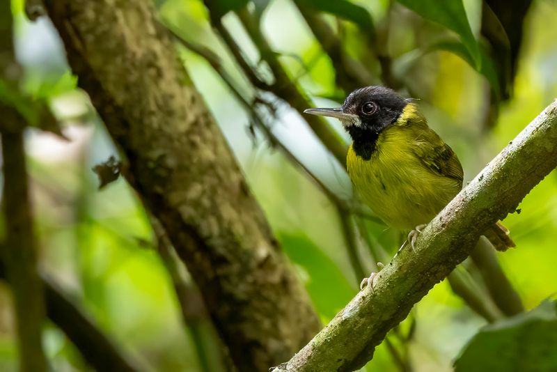 Yellow-breasted Tailorbird - Samarsnijdervogel - Couturire de Samar