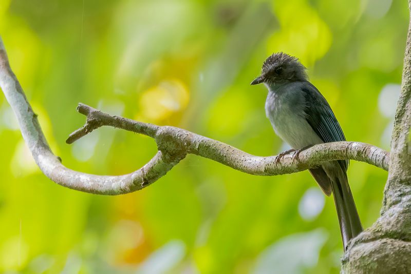 Visayan Blue Fantail - Visayaanse Blauwe Waaierstaart - Rhipidure de Samar