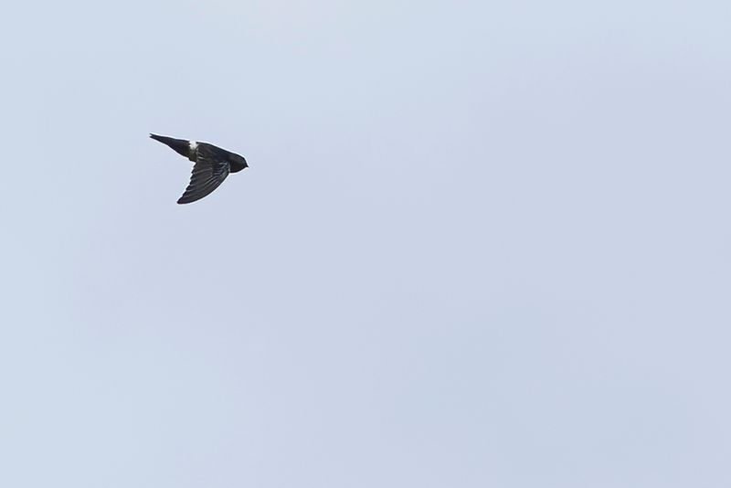 Pygmy Swiftlet - Grays Dwergsalangaan - Salangane pygme