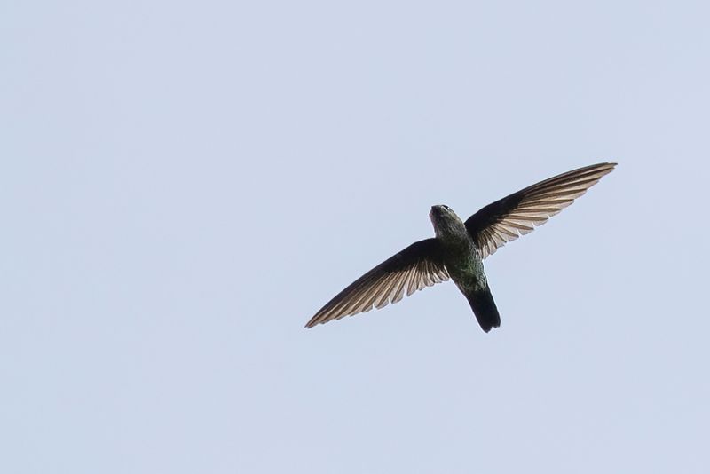 Pygmy Swiftlet - Grays Dwergsalangaan - Salangane pygme