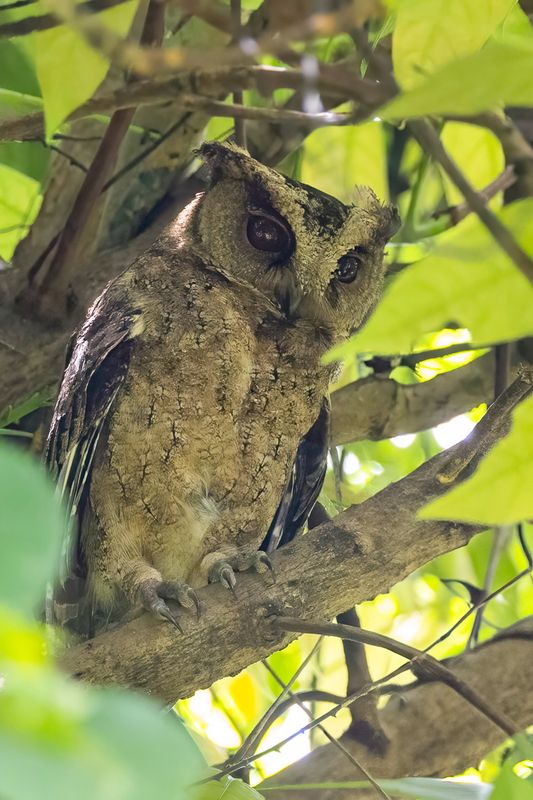 Everett's Scops Owl - Everetts Dwergooruil - Petit-duc d'Everett