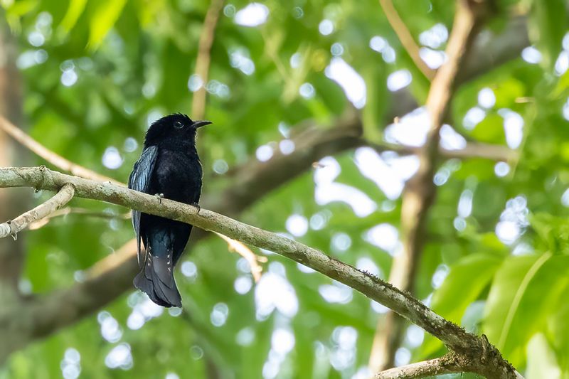 Philippine Drongo-Cuckoo - Filipijnse Drongokoekoek - Coucou velout