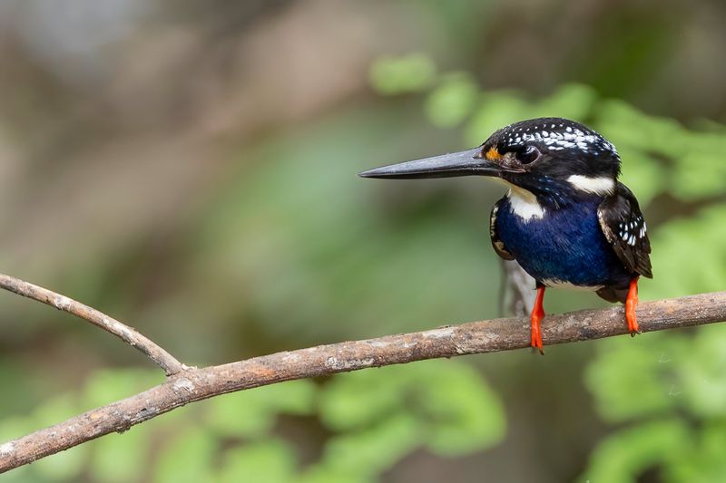 Northern Silvery Kingfisher - Noordelijke Zilverdwergijsvogel - Martin-pcheur de Steere
