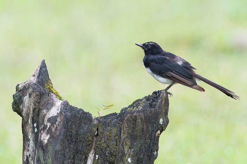 Birds of Sulawesi and Halmahera 2016