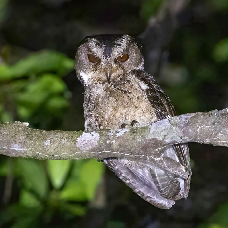 Everett's Scops Owl - Everetts Dwergooruil - Petit-duc d'Everett