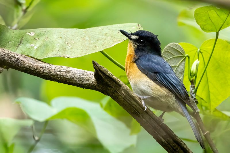 Mangrove Blue Flycatcher - Mangroveniltava - Gobemouche des mangroves