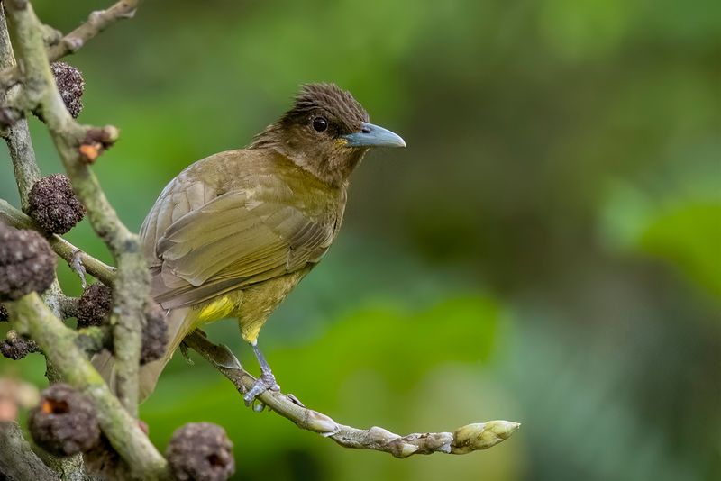 Camiguin Bulbul - Camiguinbuulbuul - Bulbul du Catarman