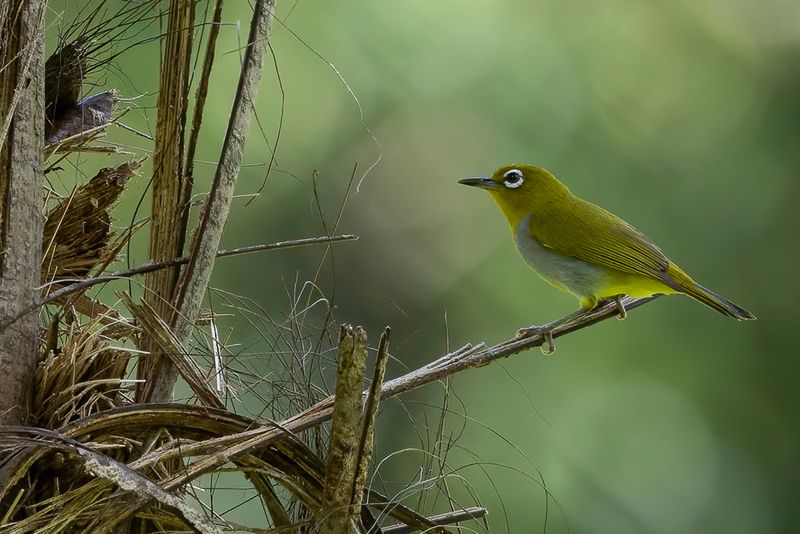 Everett's White-eye - Everetts Brilvogel - Zostrops d'Everett