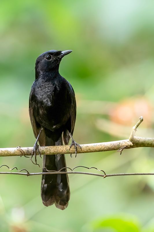 Black Shama - Cebushamalijster - Shama de Cebu