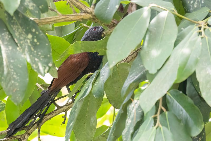 Philippine Coucal - Filipijnse Spoorkoekoek - Coucal vert