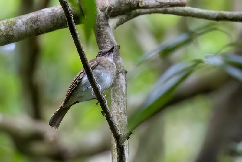 White-throated Jungle Flycatcher - Negrosjunglevliegenvanger - Gobemouche de Negros