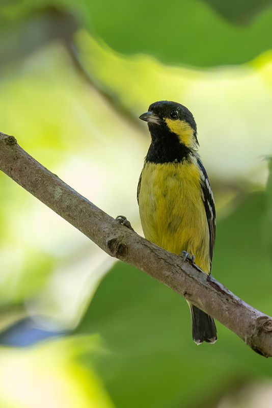 Elegant Tit - Ornaatmees - Msange lgante