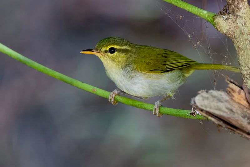 Lemon-throated Leaf Warbler - Dubois' Boszanger - Pouillot  gorge citron
