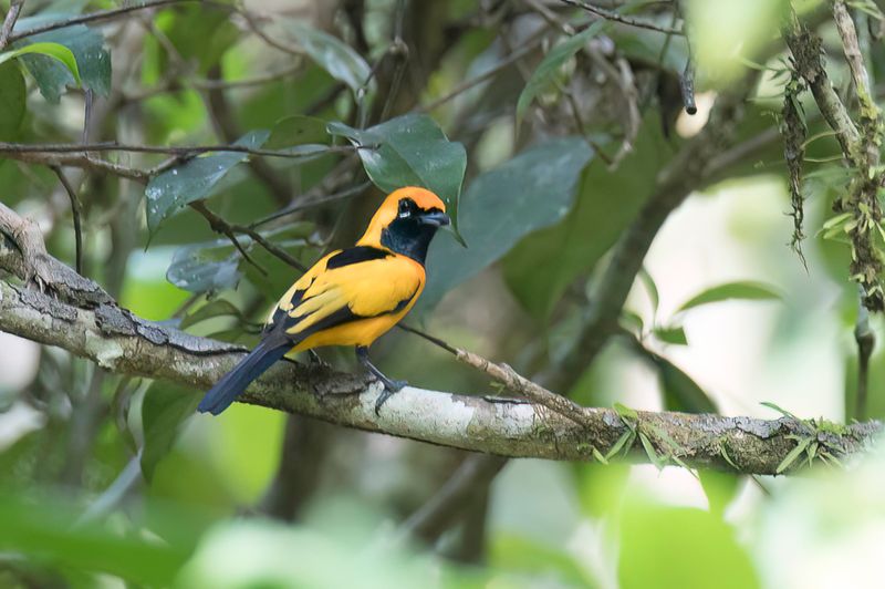 Birds of West Papua 2018