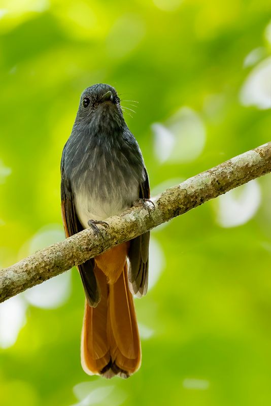 158 Rhipiduridae - Fantails and Silktails