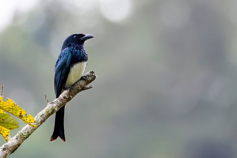 159 Dicruridae - Drongos