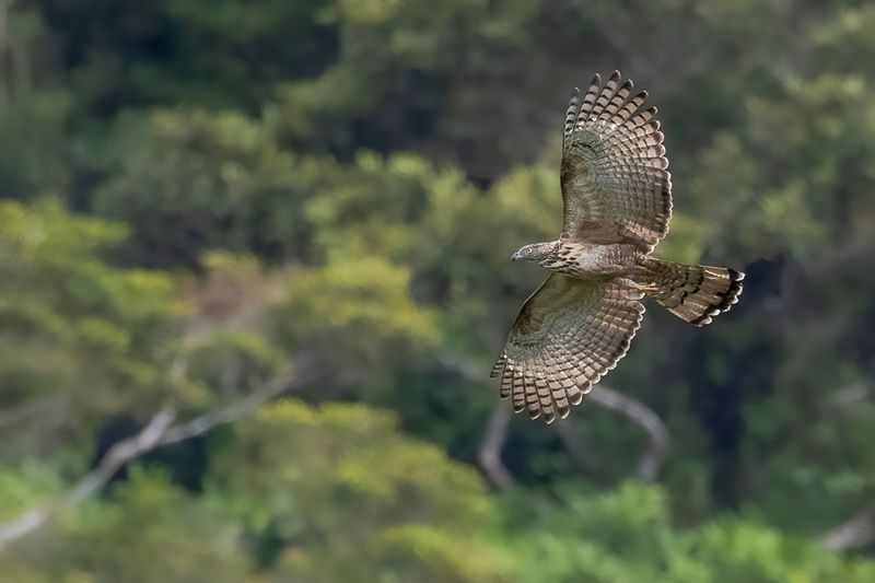 080 Accipitridae - Kites, Hawks, Eagles