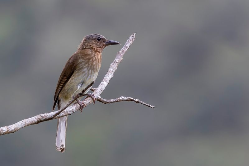Visayan Bulbul - Visayabuulbuul - Bulbul des Visayas