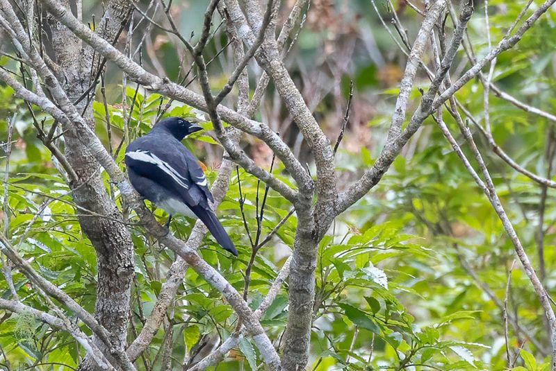 White-winged Cuckooshrike - Witvleugelrupsvogel - chenilleur  ailes blanches