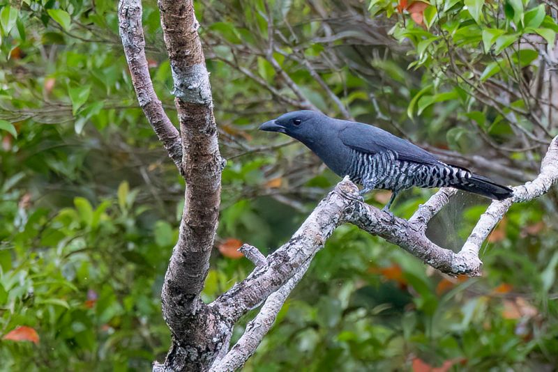 Visayan Cuckooshrike - Panayrupsvogel - chenilleur des Visayas