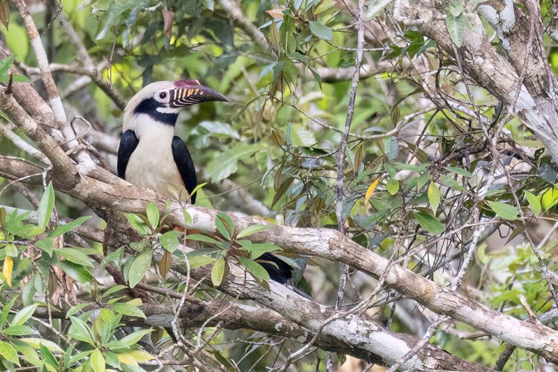 Visayan Hornbill - Visayaneushoornvogel - Calao tarictic