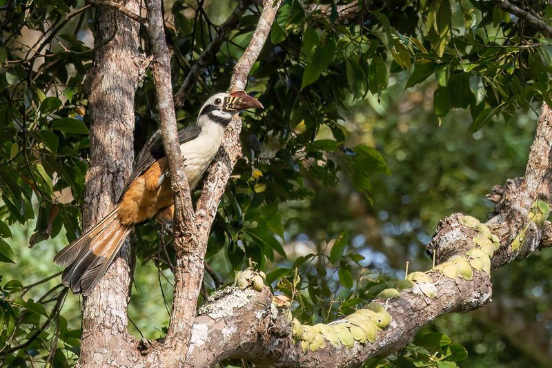 Visayan Hornbill - Visayaneushoornvogel - Calao tarictic