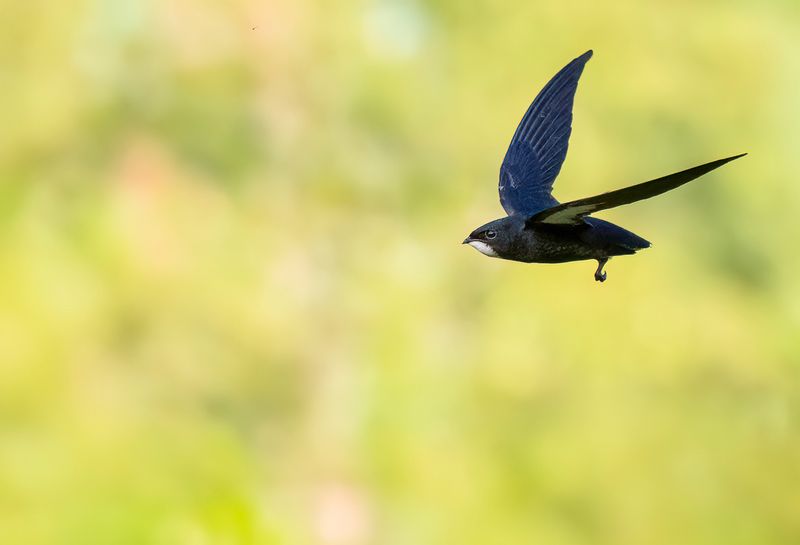 Philippine Spinetail - Filipijnse Gierzwaluw - Martinet des Philippines