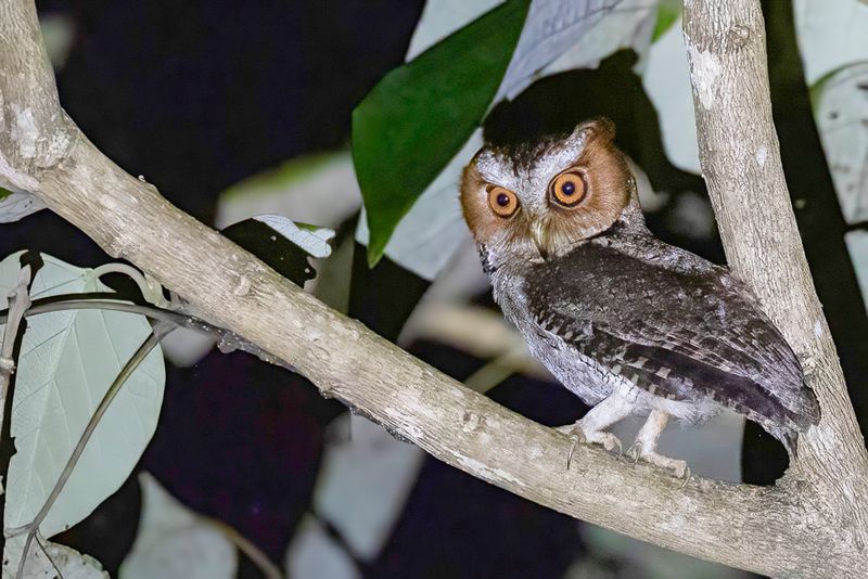 Negros Scops Owl - Negrosdwergooruil - Petit-duc de Negros