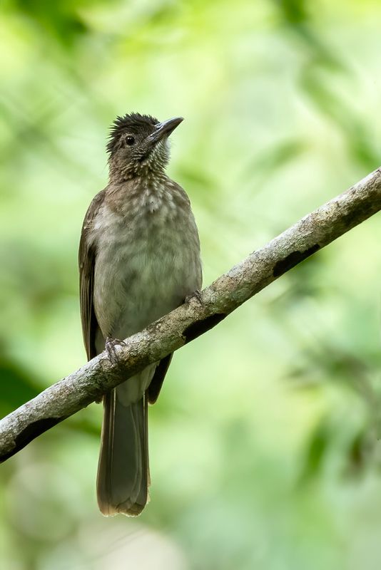 Streak-breasted Bulbul - Leikruinbuulbuul - Bulbul de Siquijor