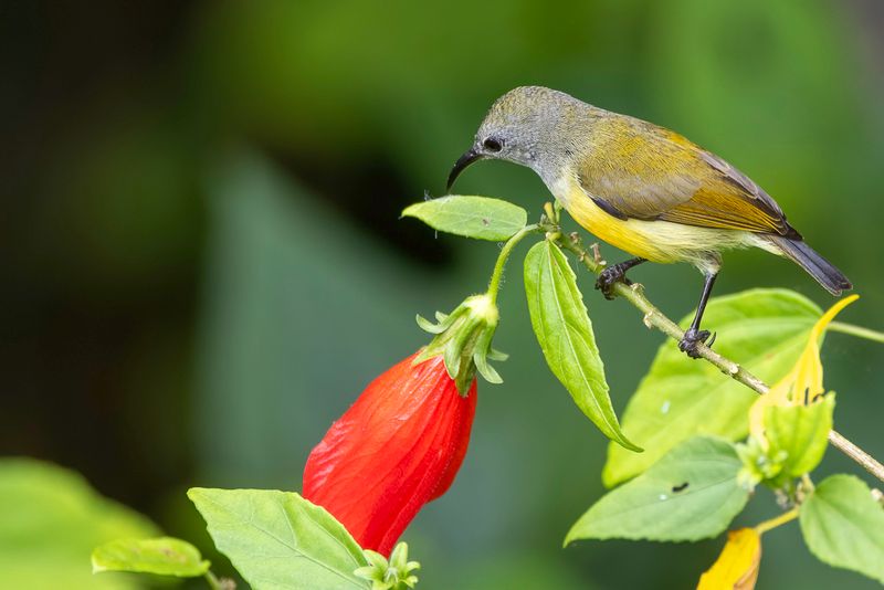 Birds of The Philippines remote 2025