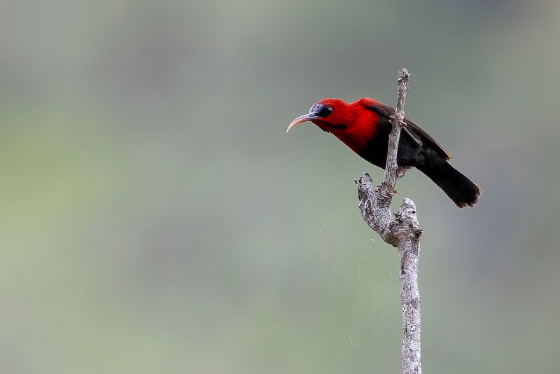 Magnificent Sunbird - Grote Geelrughoningzuiger - Souimanga philippin (m)
