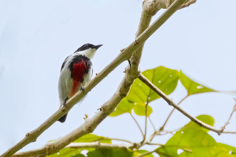 Black-belted Flowerpecker - Zwartgordelhoningvogel - Dicée à poitrine noire