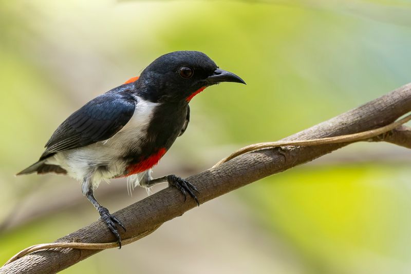 Scarlet-collared Flowerpecker - Mindorohoningvogel - Dicée de Mindoro (m)