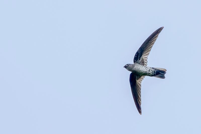 073 Apodidae - Swifts