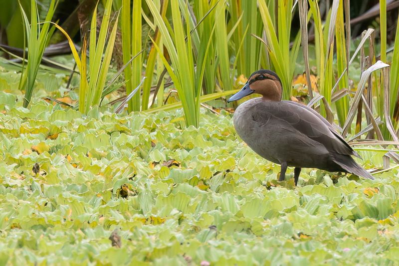 008 Anatidae - Ducks, Swans, and Geese
