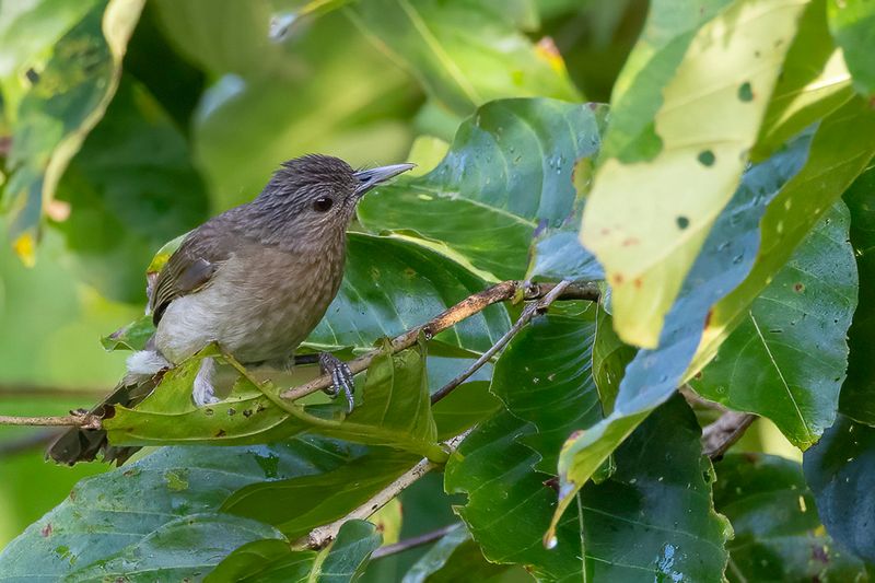 Mindoro Bulbul - Mindorobuulbuul - Bulbul de Mindoro