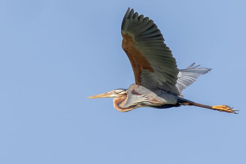 Birds of The Philippines remote 2025
