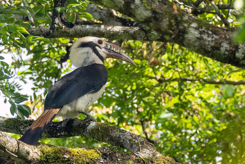Mindoro Hornbill - Mindoroneushoornvogel - Calao de Mindoro