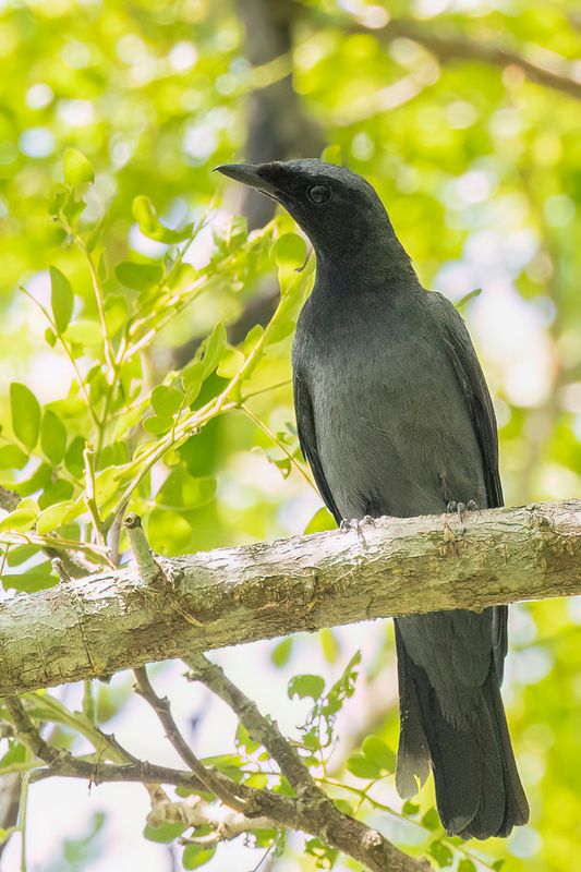 Black-bibbed Cuckooshrike - Filipijnse Rupsvogel - chenilleur  menton noir
