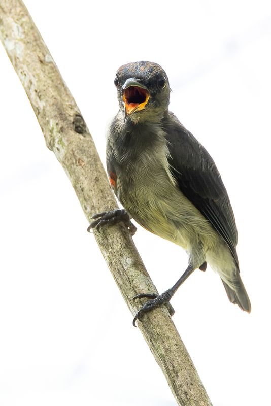 Scarlet-collared Flowerpecker - Mindorohoningvogel - Dicée de Mindoro (f)