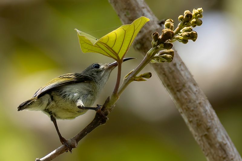 Handsome Sunbird - Mooie Honingzuiger - Souimanga oreillard (f)
