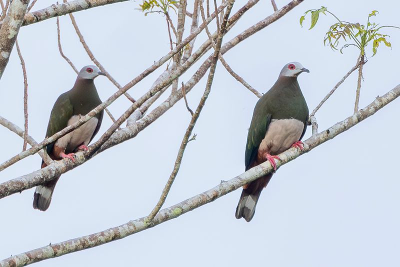 Pink-bellied Imperial Pigeon - Filipijnse Muskaatduif - Carpophage à ventre rose