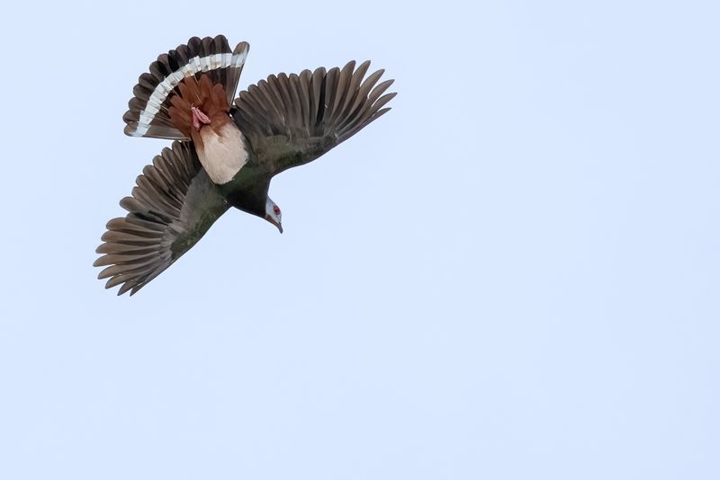 021 Columbidae - Doves and Pigeons