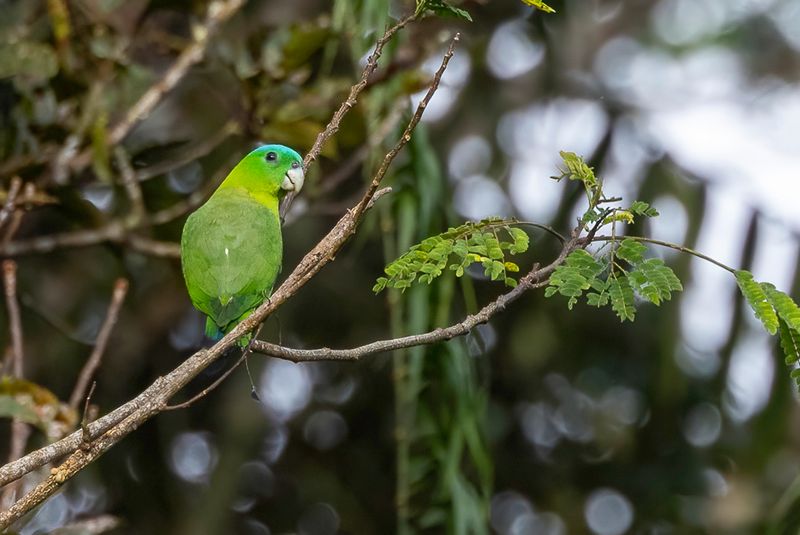 Blue-crowned Racket-tail - Blauwkapvlagstaartpapegaai - Palette  couronne bleue
