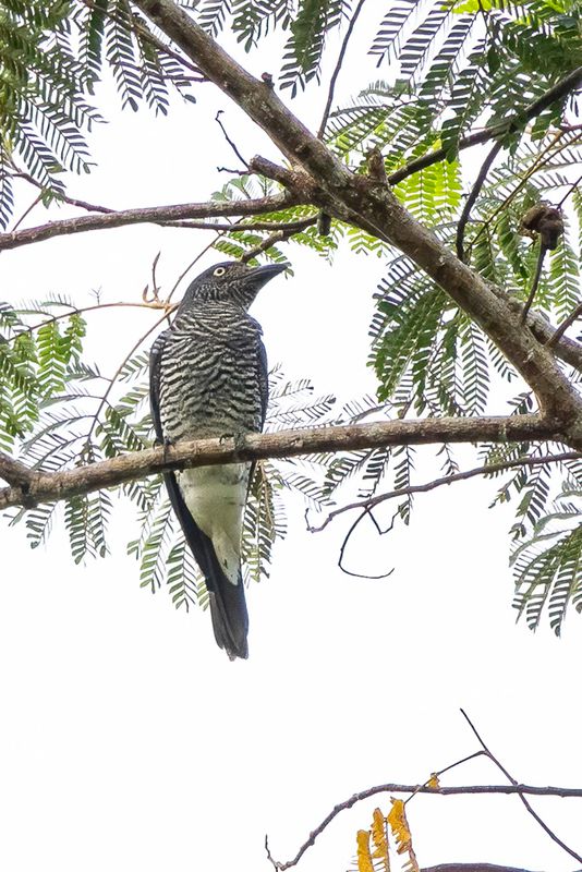 Mindanao Cuckooshrike - Mindanaorupsvogel - chenilleur de Mindanao