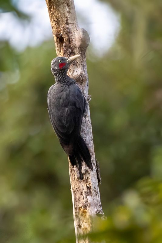 101 Picidae - Woodpeckers