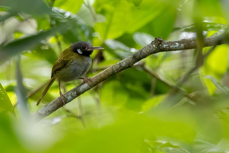 White-eared Tailorbird - Grijskopsnijdervogel - Couturire oreillarde