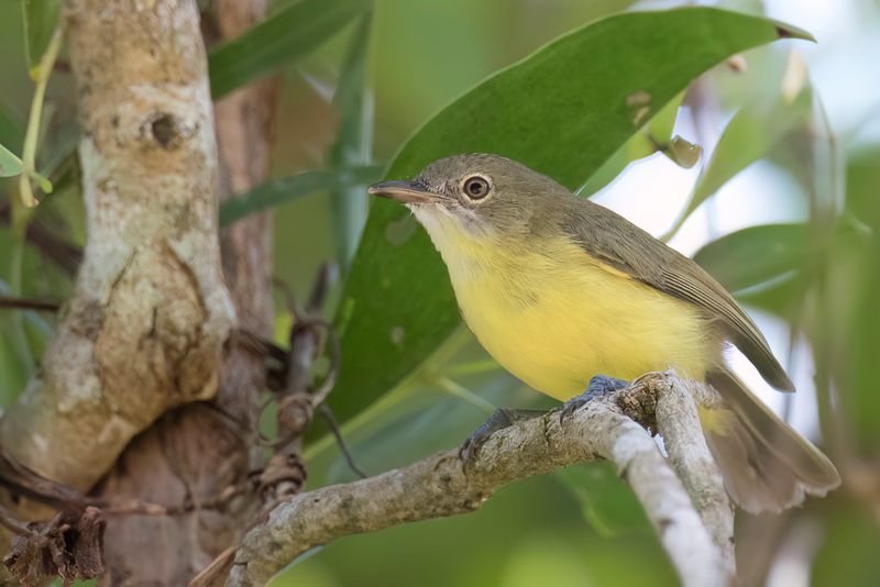 Birds of Queensland 2019