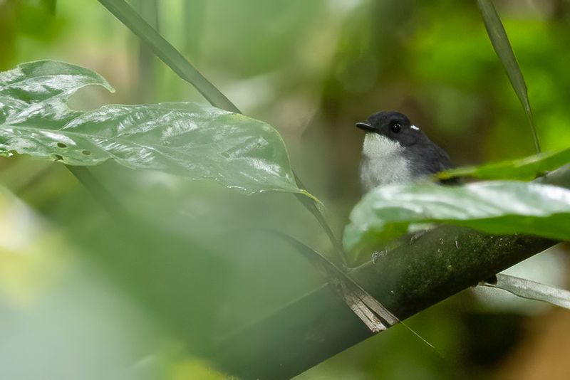 Little Slaty Flycatcher - Bsilanvliegenvanger - Gobemouche de Basilan