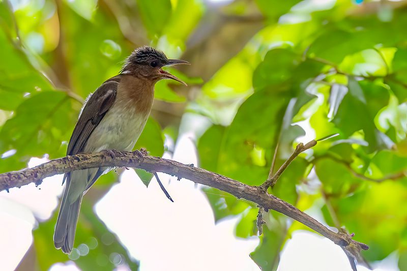 196 Pycnonotidae - Bulbuls